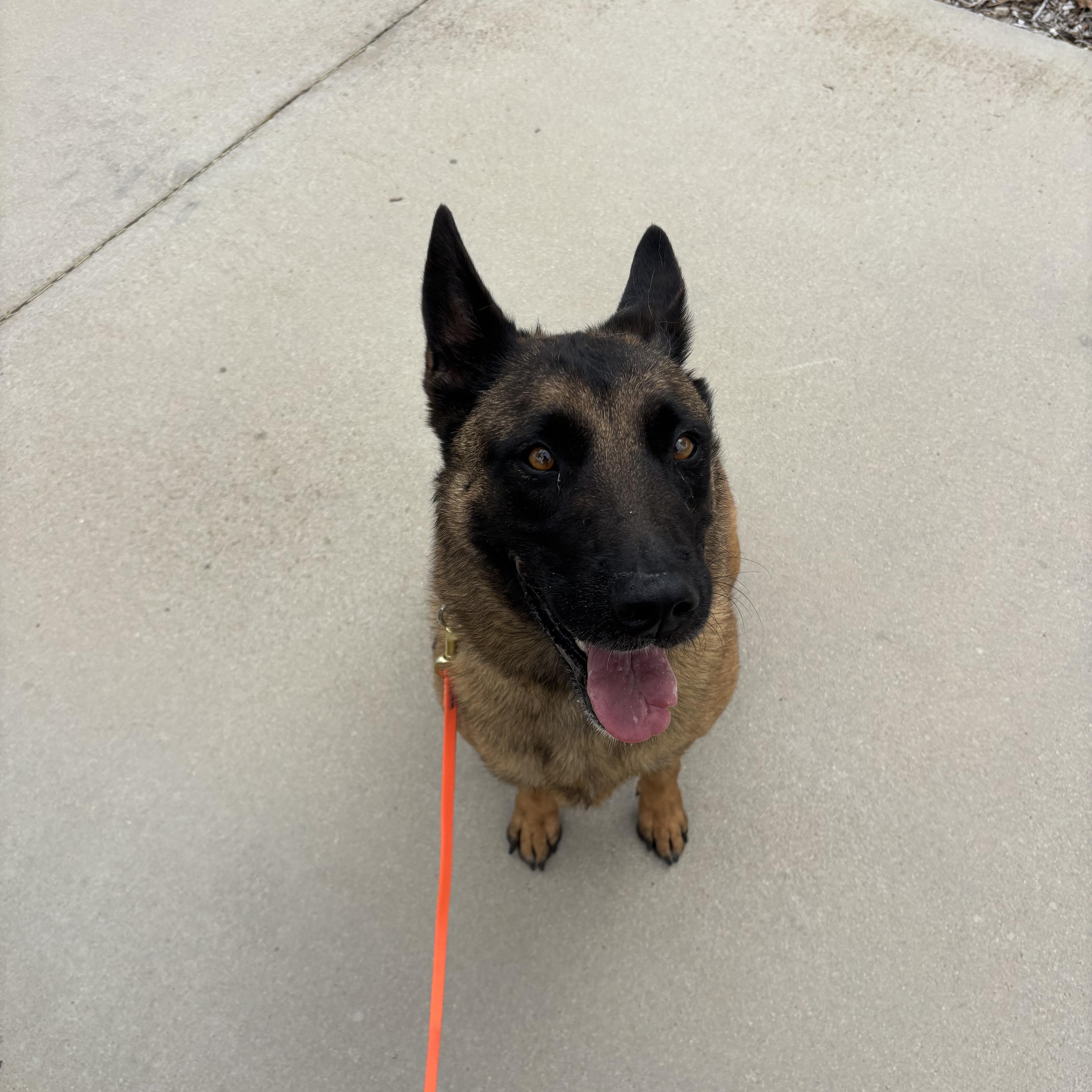 Enlarge Zora, a ADOPTABLE Belgian Shepherd / Malinois in Rancho Santa Margarita, CA image 2/3