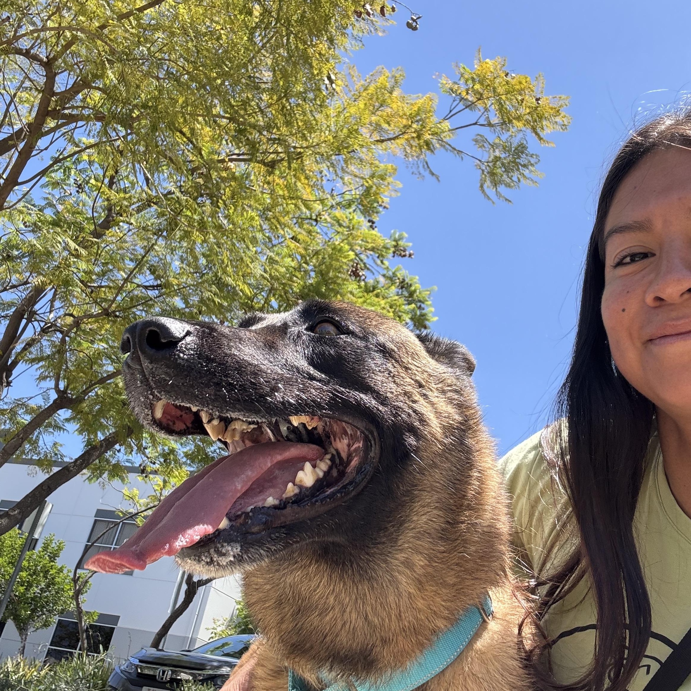 Enlarge Zora, a ADOPTABLE Belgian Shepherd / Malinois in Rancho Santa Margarita, CA image 3/3