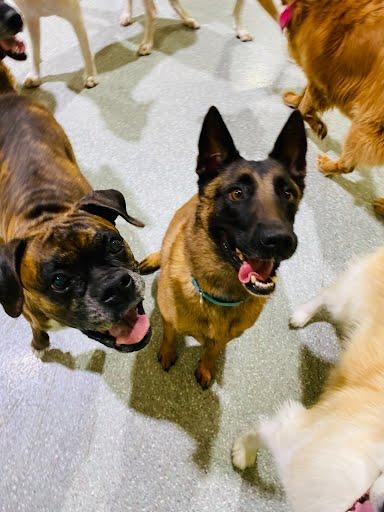Zora, a ADOPTABLE Belgian Shepherd / Malinois in Rancho Santa Margarita, CA image 4/6