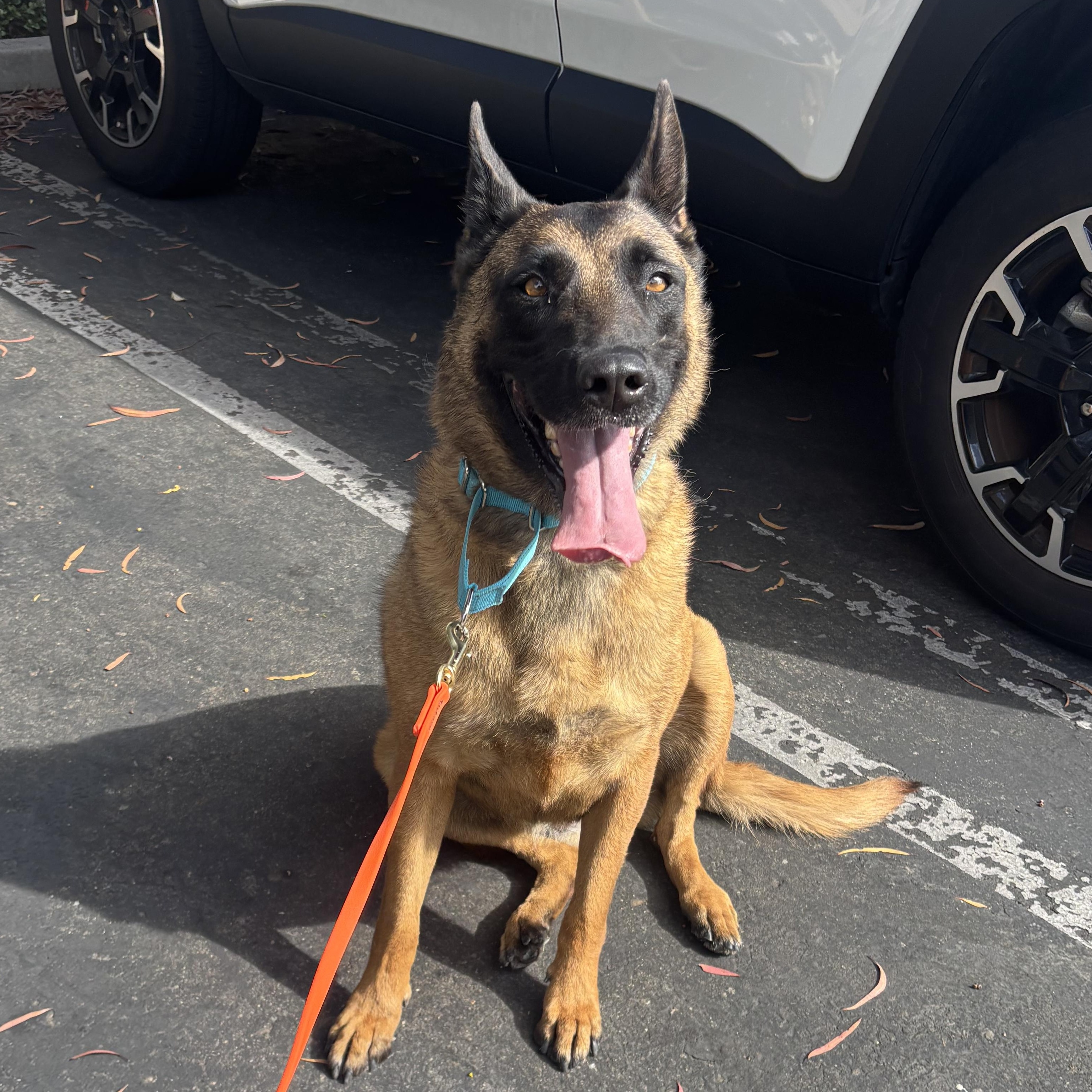 Enlarge Zora, a ADOPTABLE Belgian Shepherd / Malinois in Rancho Santa Margarita, CA image 1/3