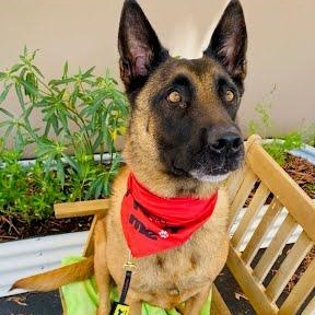 Zora, a ADOPTABLE Belgian Shepherd / Malinois in Rancho Santa Margarita, CA image 1/6