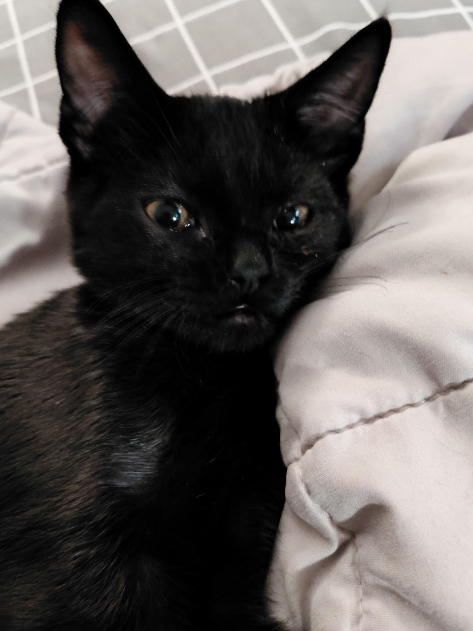 Julian, ADOPTABLE, Young Male Bombay.