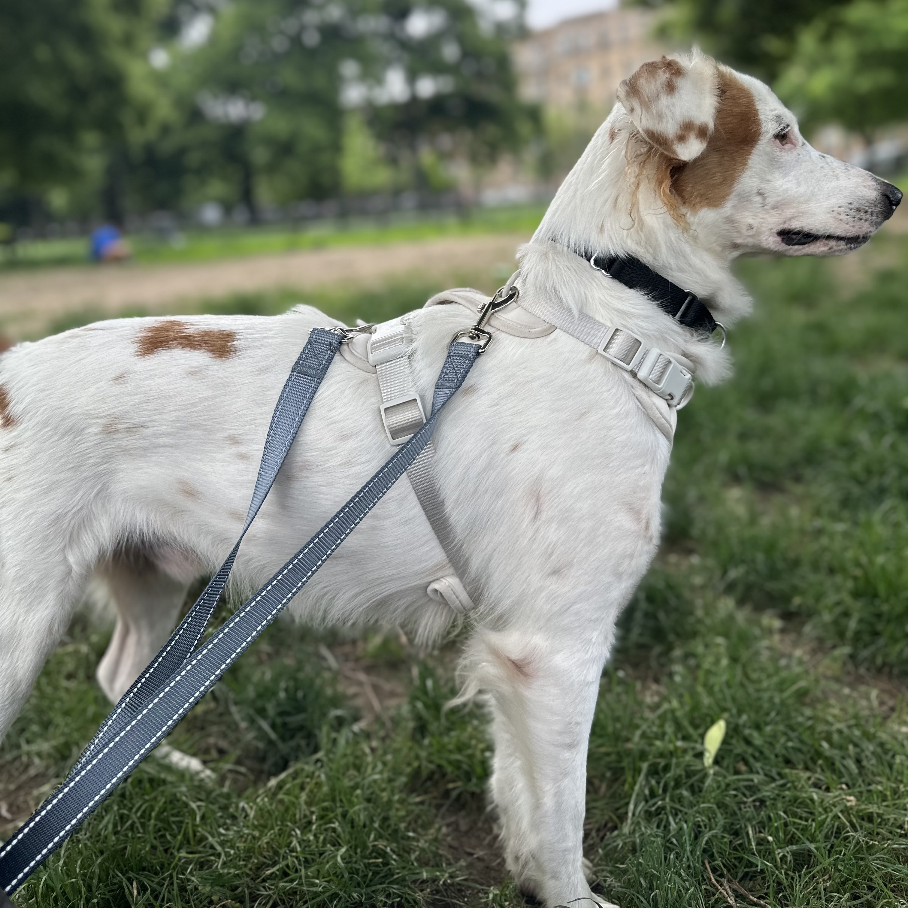 Viggo, Adopted, Adult Male Mixed Breed & Whippet.