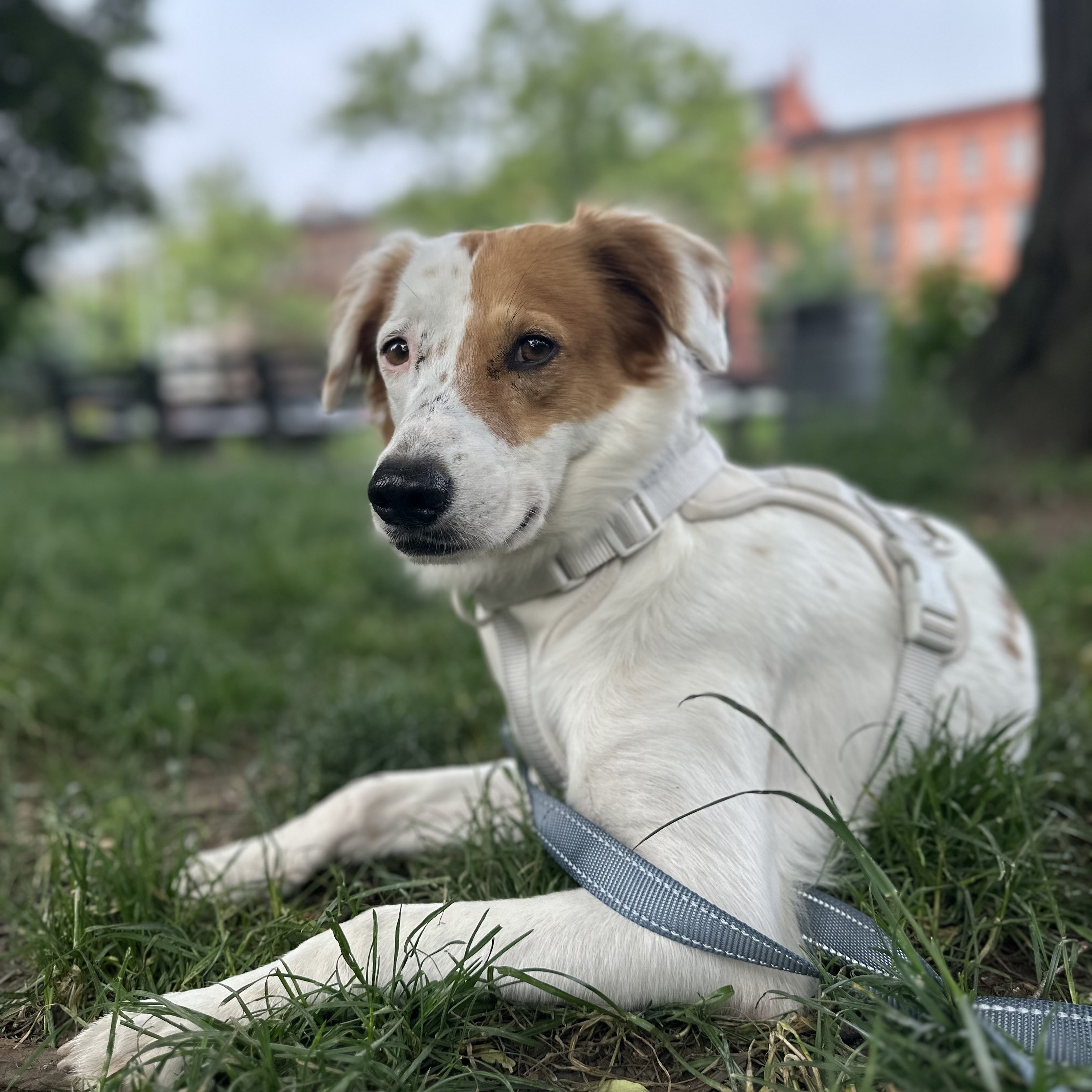 Enlarge Viggo, a Adopted mixed breed in New York, NY image 2/6