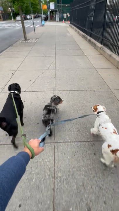 Enlarge Viggo, a Adopted mixed breed in New York, NY video 6/6