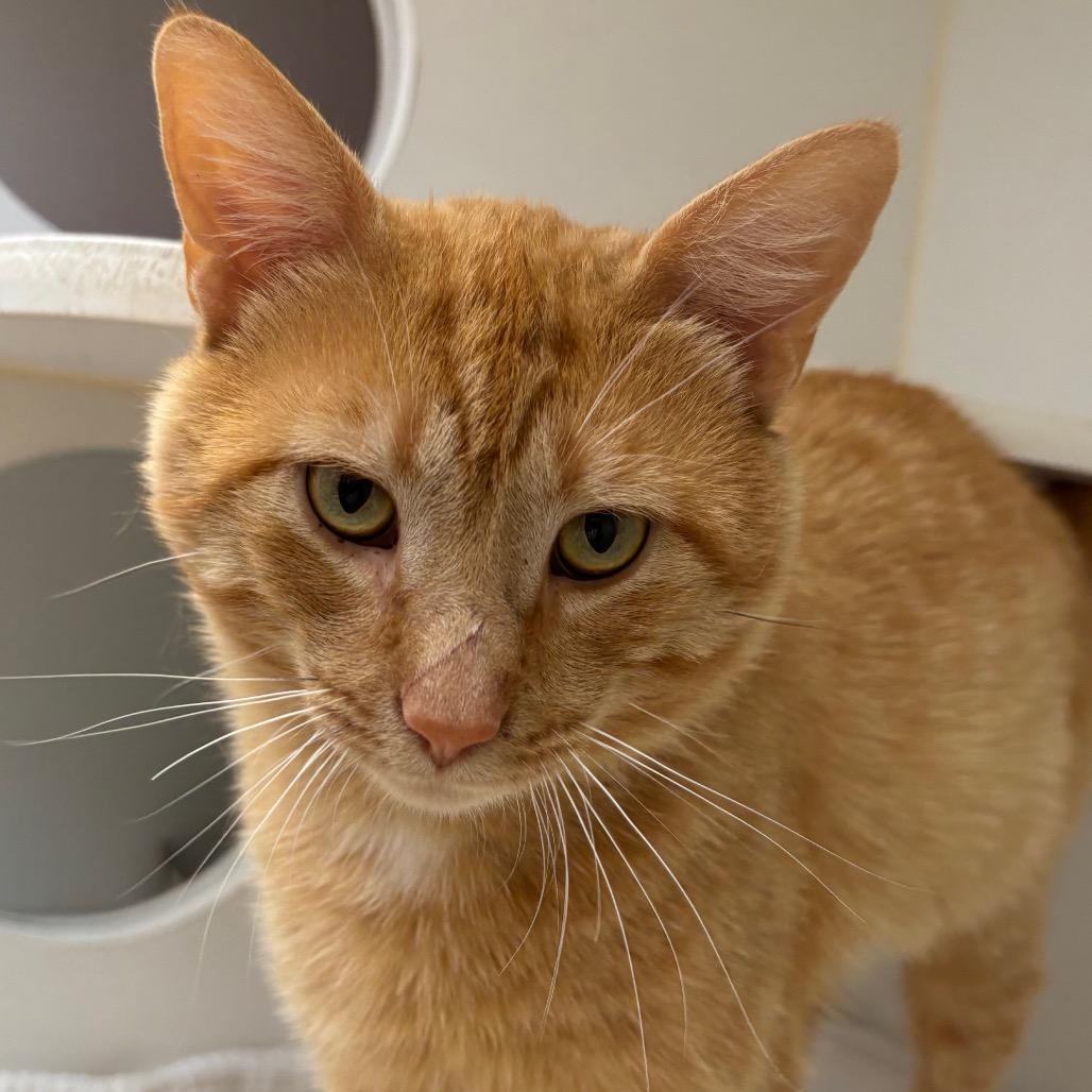 Sandbar, a Adoptable Domestic Short Hair in Naperville, IL image 1/2