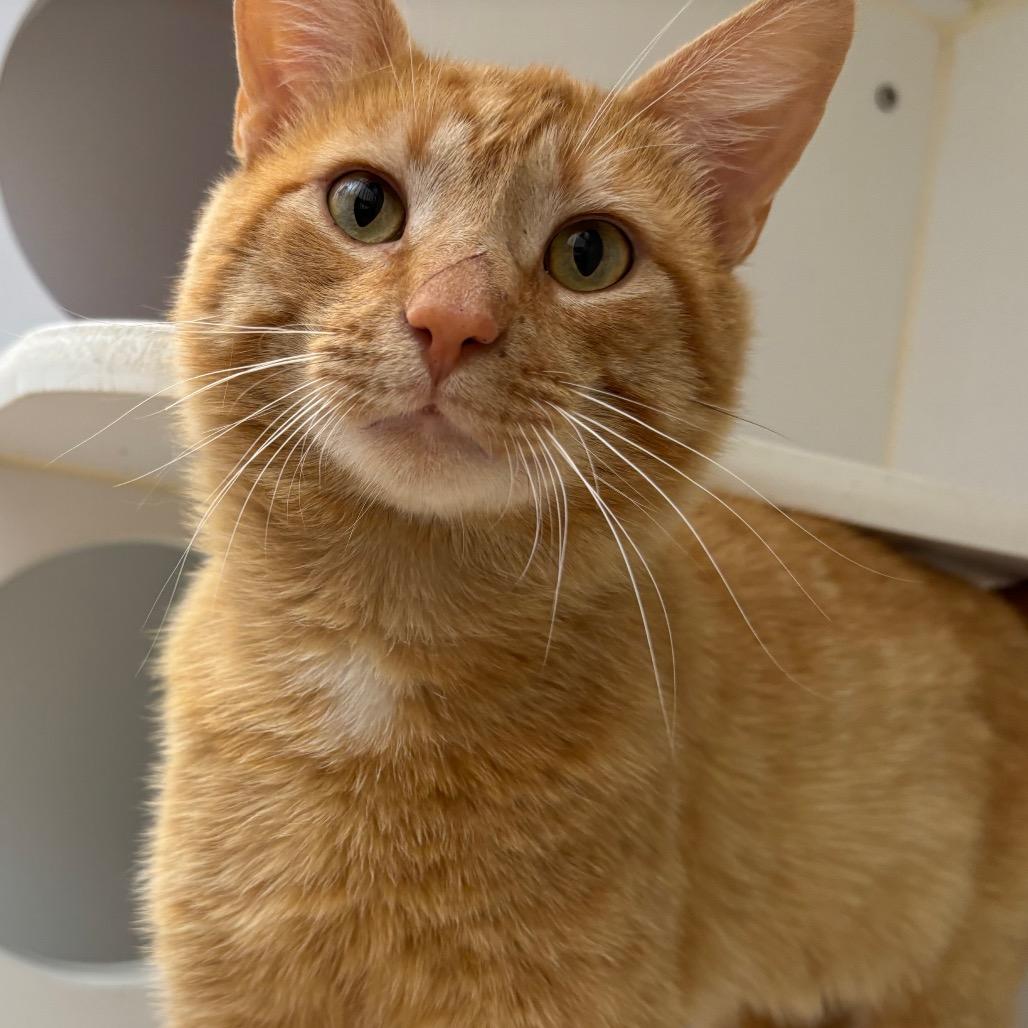 Sandbar, a Adoptable Domestic Short Hair in Naperville, IL image 2/2