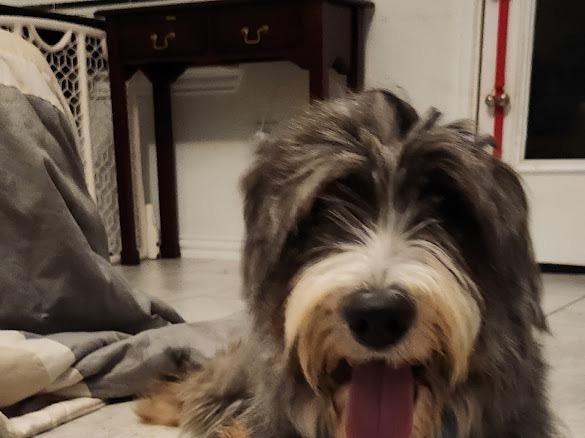 Joplin, Adoptable, Adult Female Old English Sheepdog.