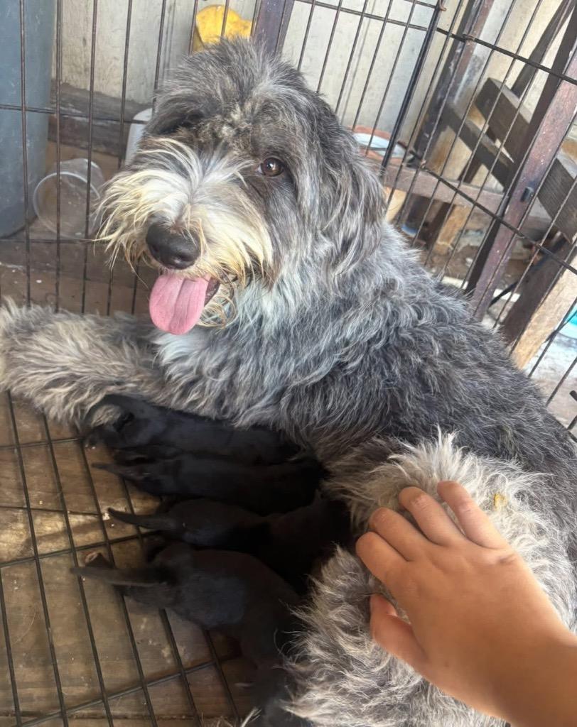 Joplin, a Adoptable Old English Sheepdog in Alvin, TX image 2/6