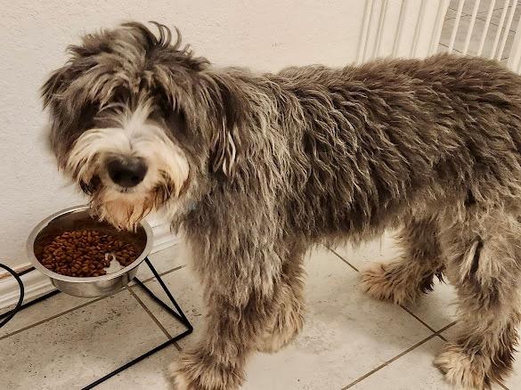 Joplin, a Adoptable Old English Sheepdog in Alvin, TX image 3/6