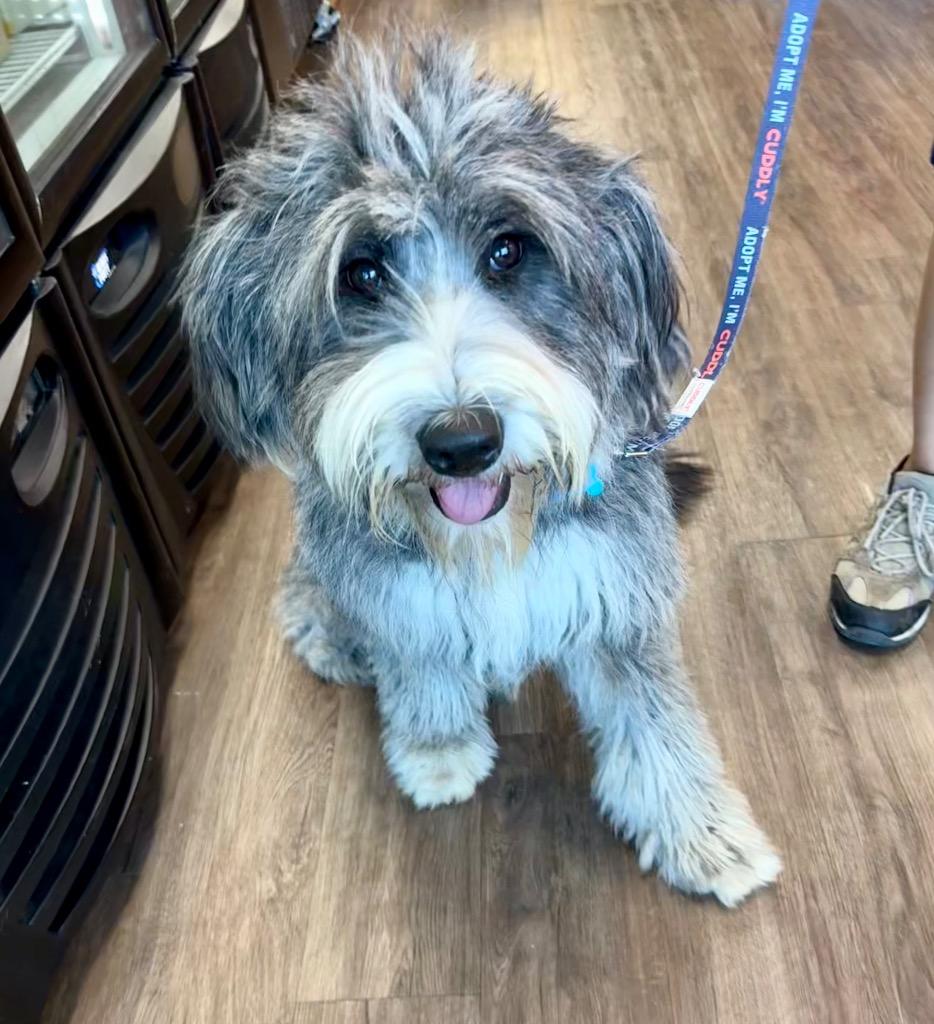 Joplin, a Adoptable Old English Sheepdog in Alvin, TX image 4/6