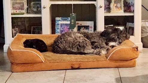 Joplin, a Adoptable Old English Sheepdog in Alvin, TX image 5/6