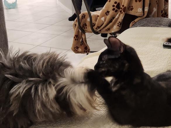 Joplin, a Adoptable Old English Sheepdog in Alvin, TX image 6/6