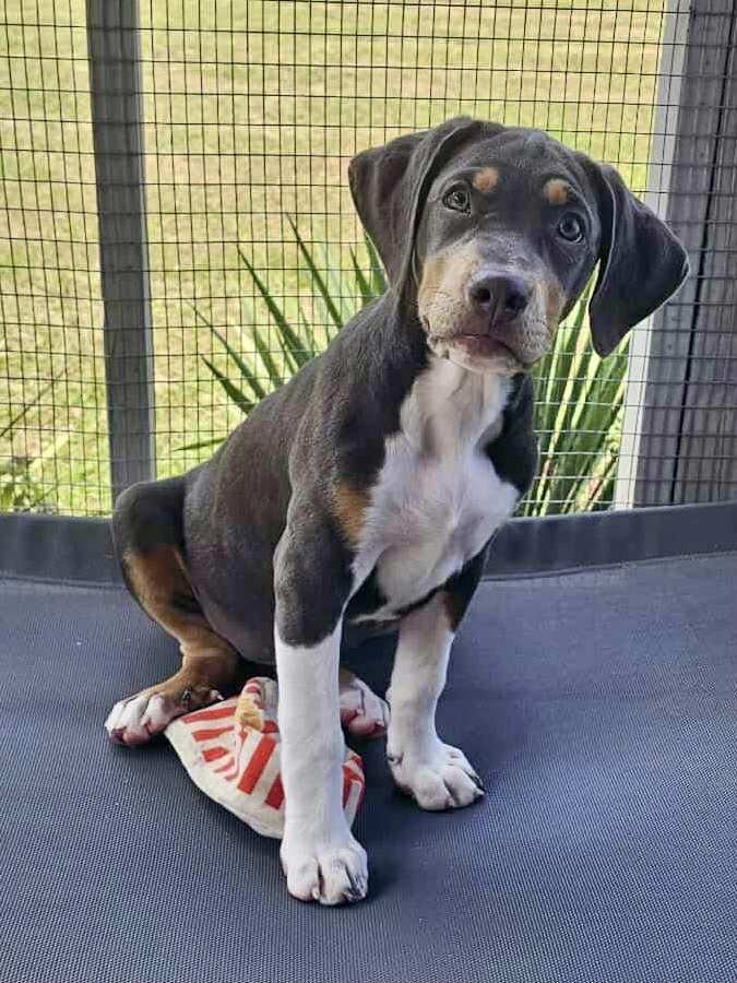 Enlarge Harper, a Adopted mixed breed in Vancouver, BC image 5/5