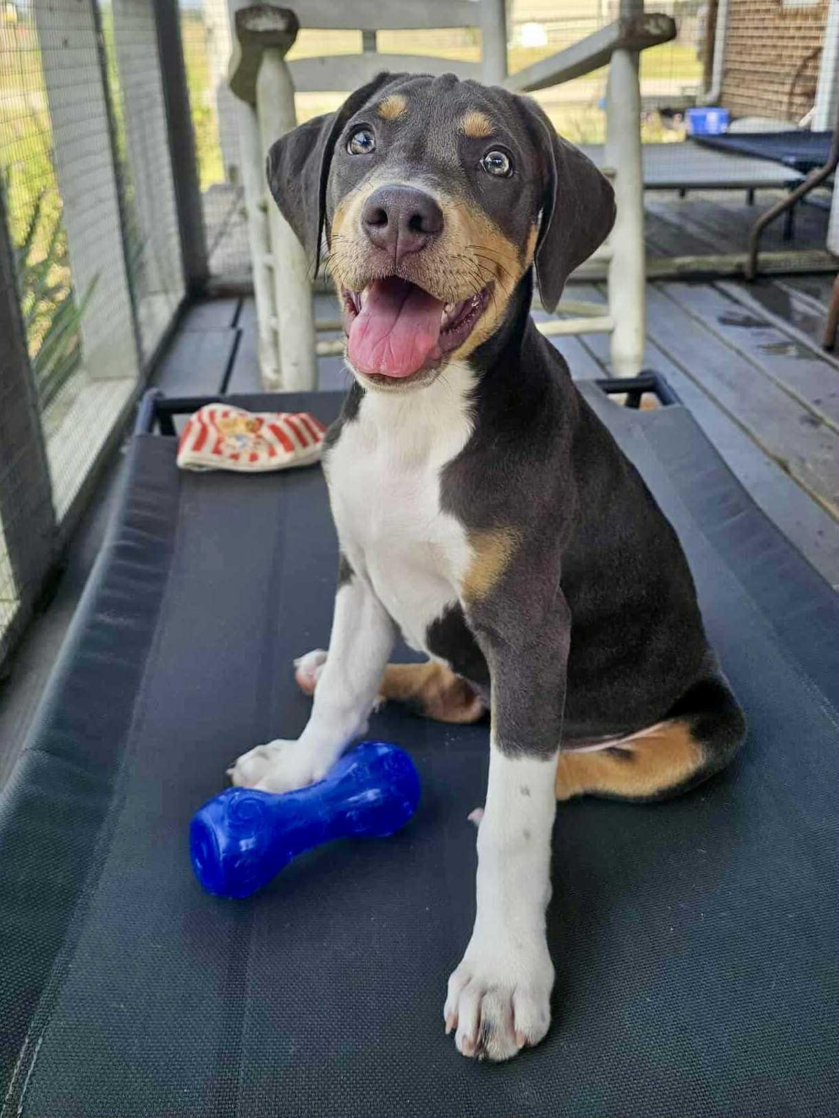 Enlarge Harper, a Adopted mixed breed in Vancouver, BC image 1/5