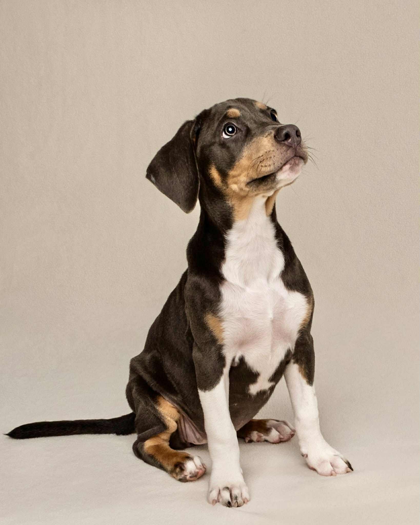 Enlarge Harper, a Adopted mixed breed in Vancouver, BC image 4/5