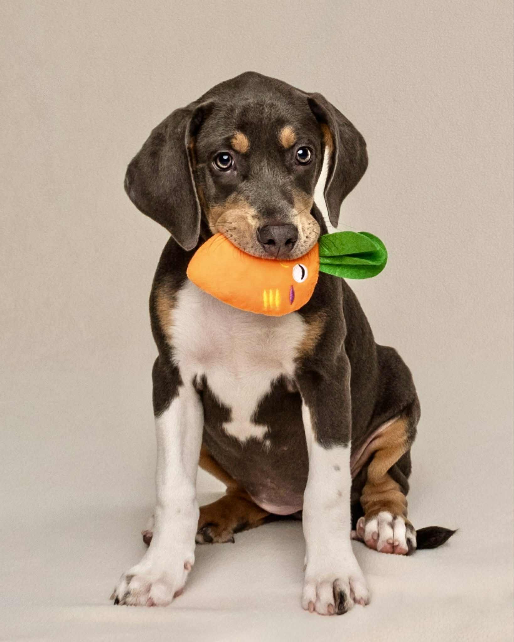 Enlarge Harper, a Adopted mixed breed in Vancouver, BC image 3/5