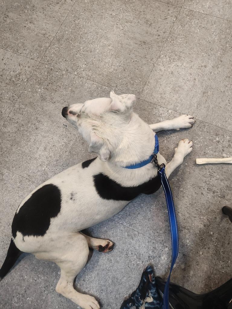 Enlarge Tortellini, a Adoptable Pit Bull Terrier in Sorrento, LA image 1/6