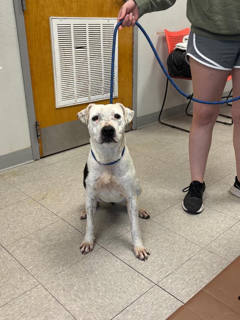 Enlarge Tortellini, a Adoptable Pit Bull Terrier in Sorrento, LA image 2/6