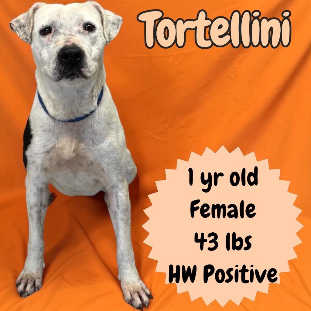 Enlarge Tortellini, a Adoptable Pit Bull Terrier in Sorrento, LA image 3/6