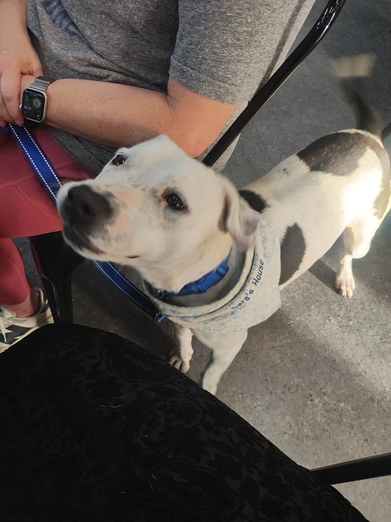 Enlarge Tortellini, a Adoptable Pit Bull Terrier in Sorrento, LA image 4/6