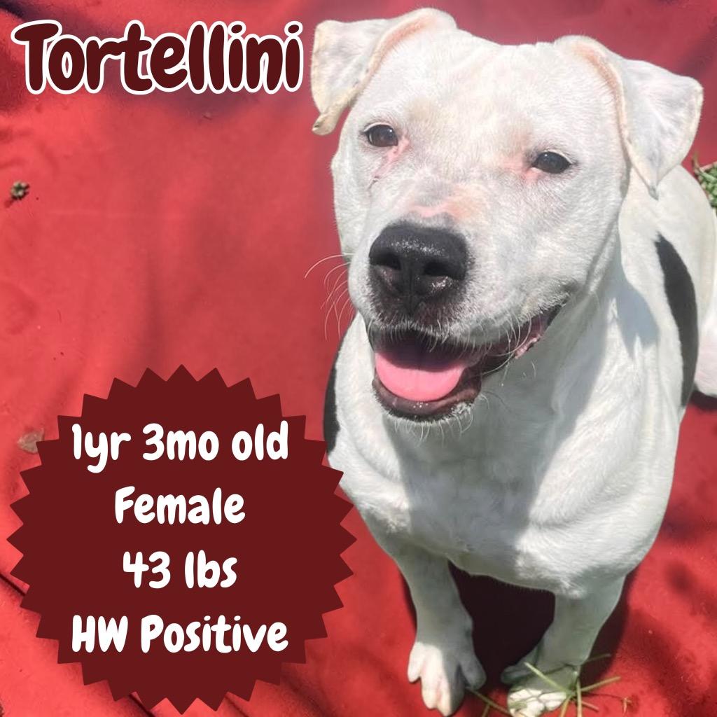 Tortellini, a Adoptable Pit Bull Terrier in Sorrento, LA image 5/6