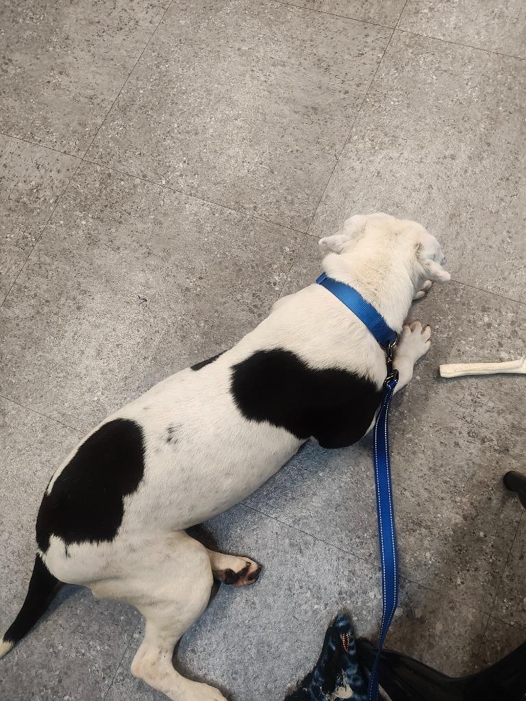 Enlarge Tortellini, a Adoptable Pit Bull Terrier in Sorrento, LA image 5/6