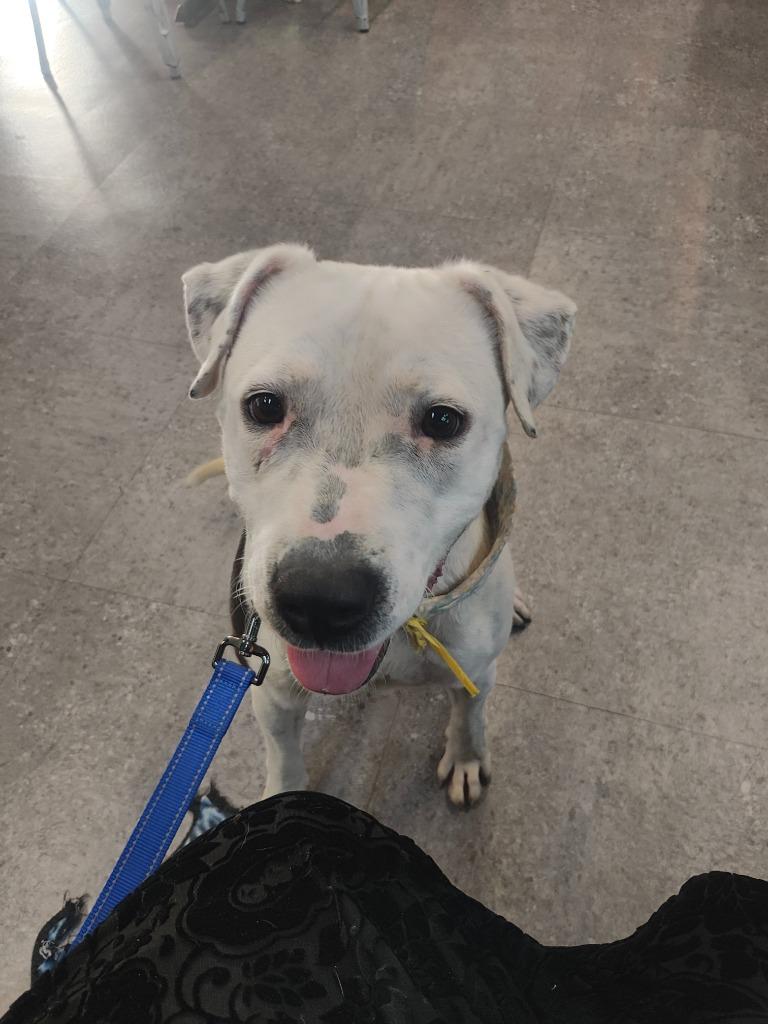 Enlarge Tortellini, a Adoptable Pit Bull Terrier in Sorrento, LA image 6/6