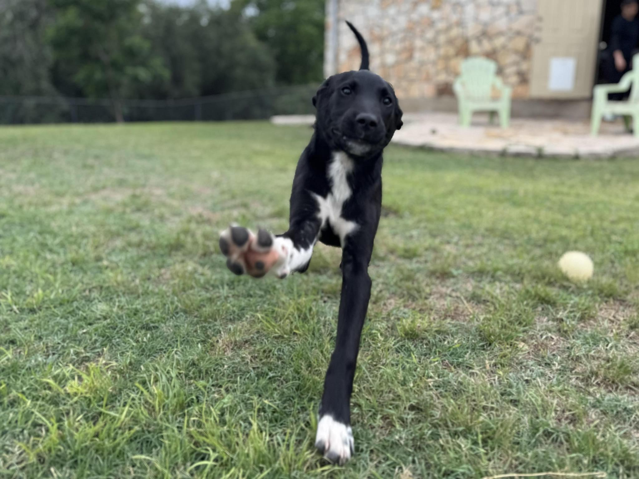 Jellybean thumbnail 4