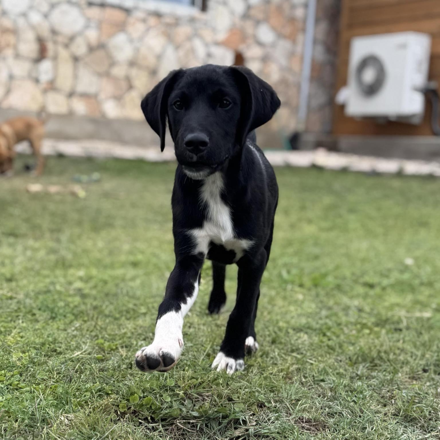 Jellybean thumbnail 3