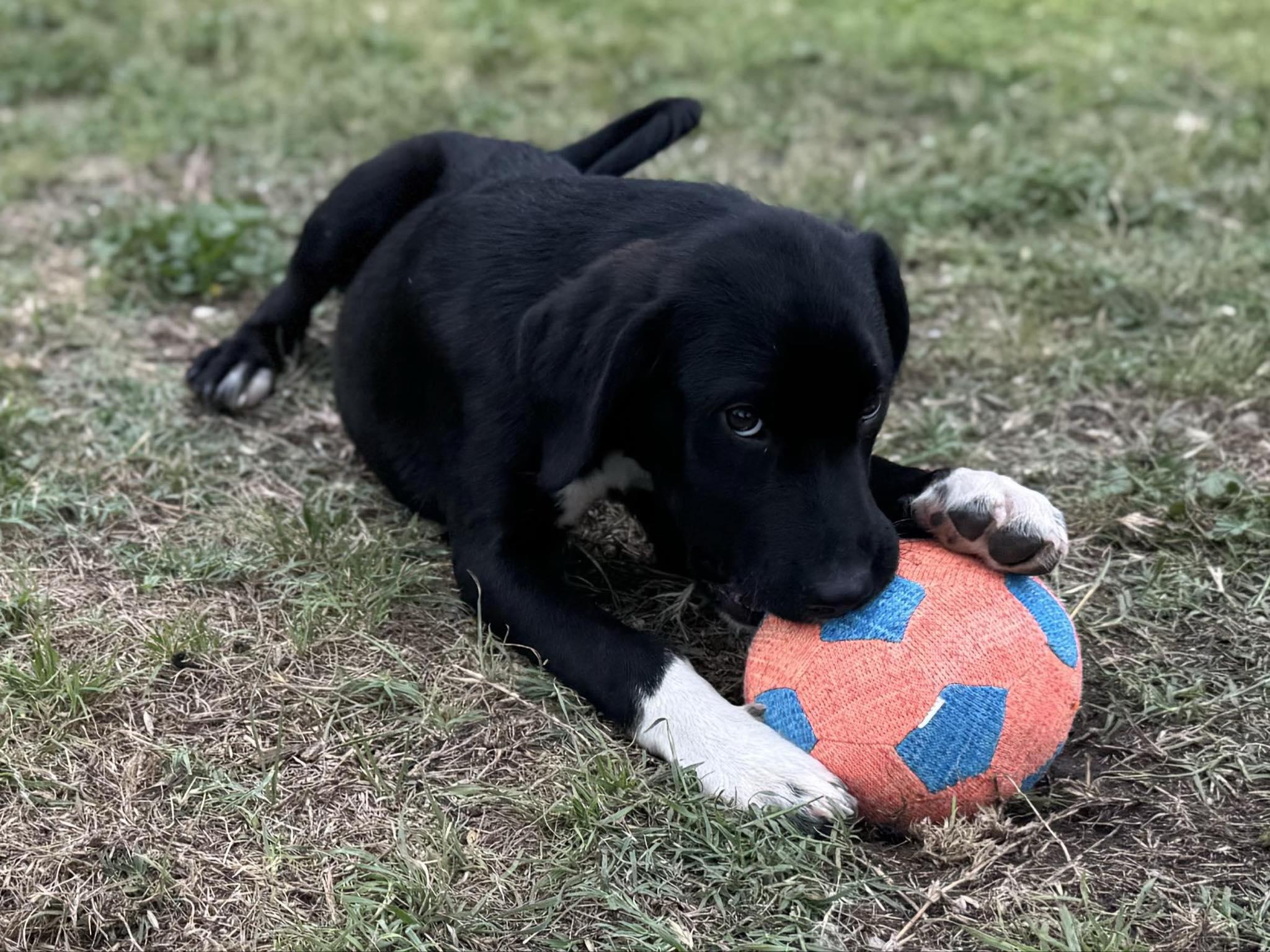 Jellybean thumbnail 5