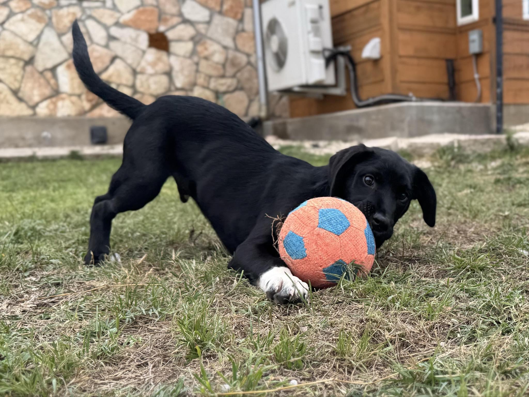 Jellybean thumbnail 6