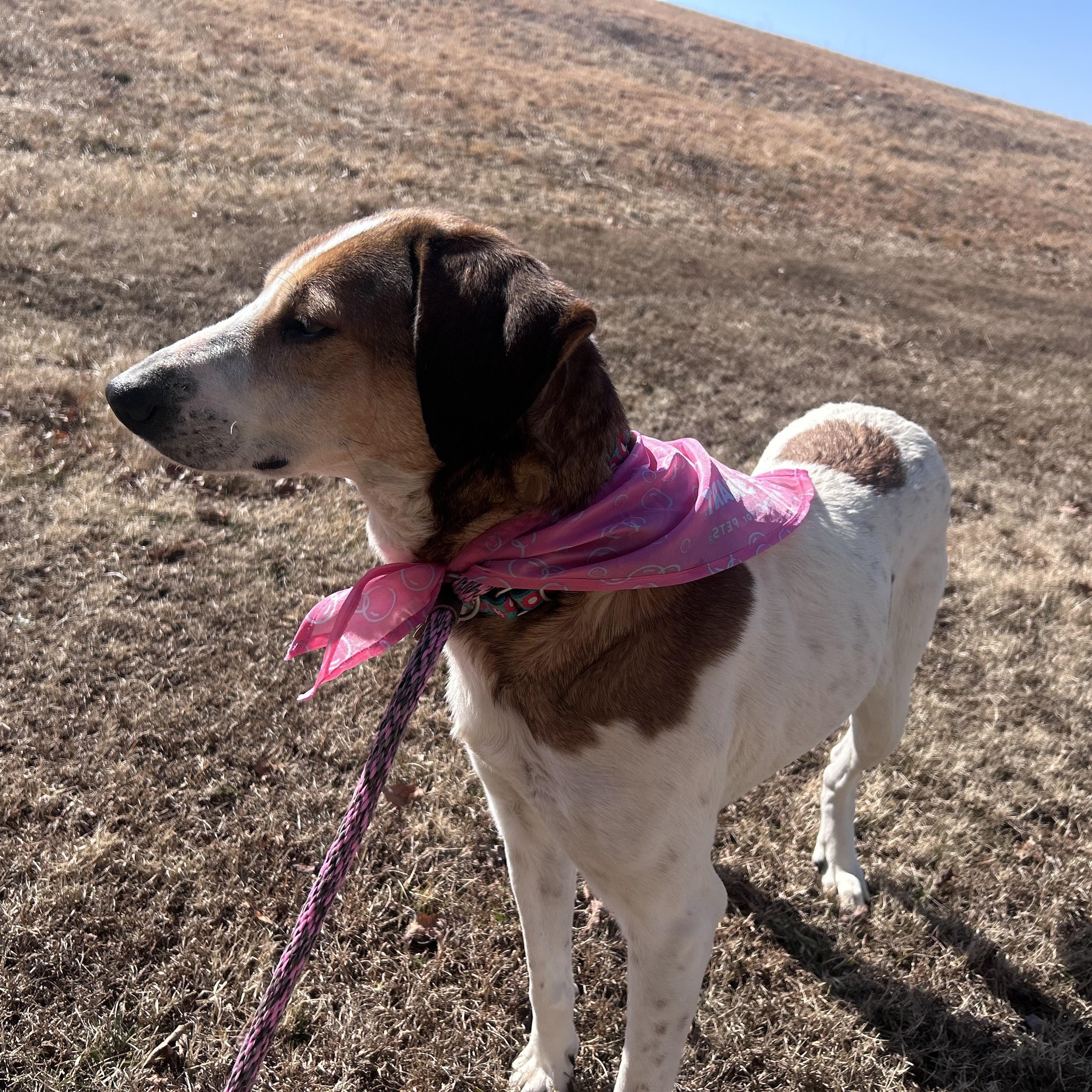 Enlarge Spot, a ADOPTABLE American Foxhound in Cumberland , VA image 4/5