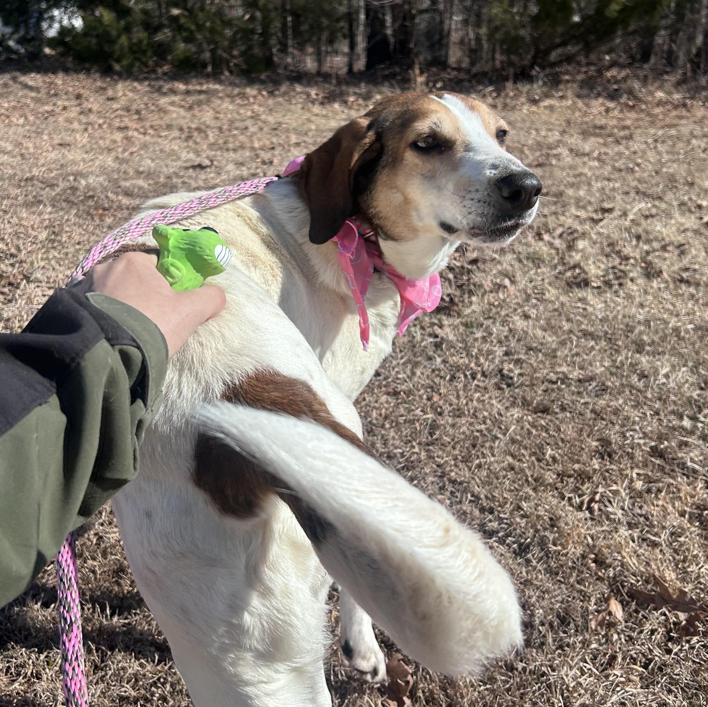 Enlarge Spot, a ADOPTABLE American Foxhound in Cumberland , VA image 5/5