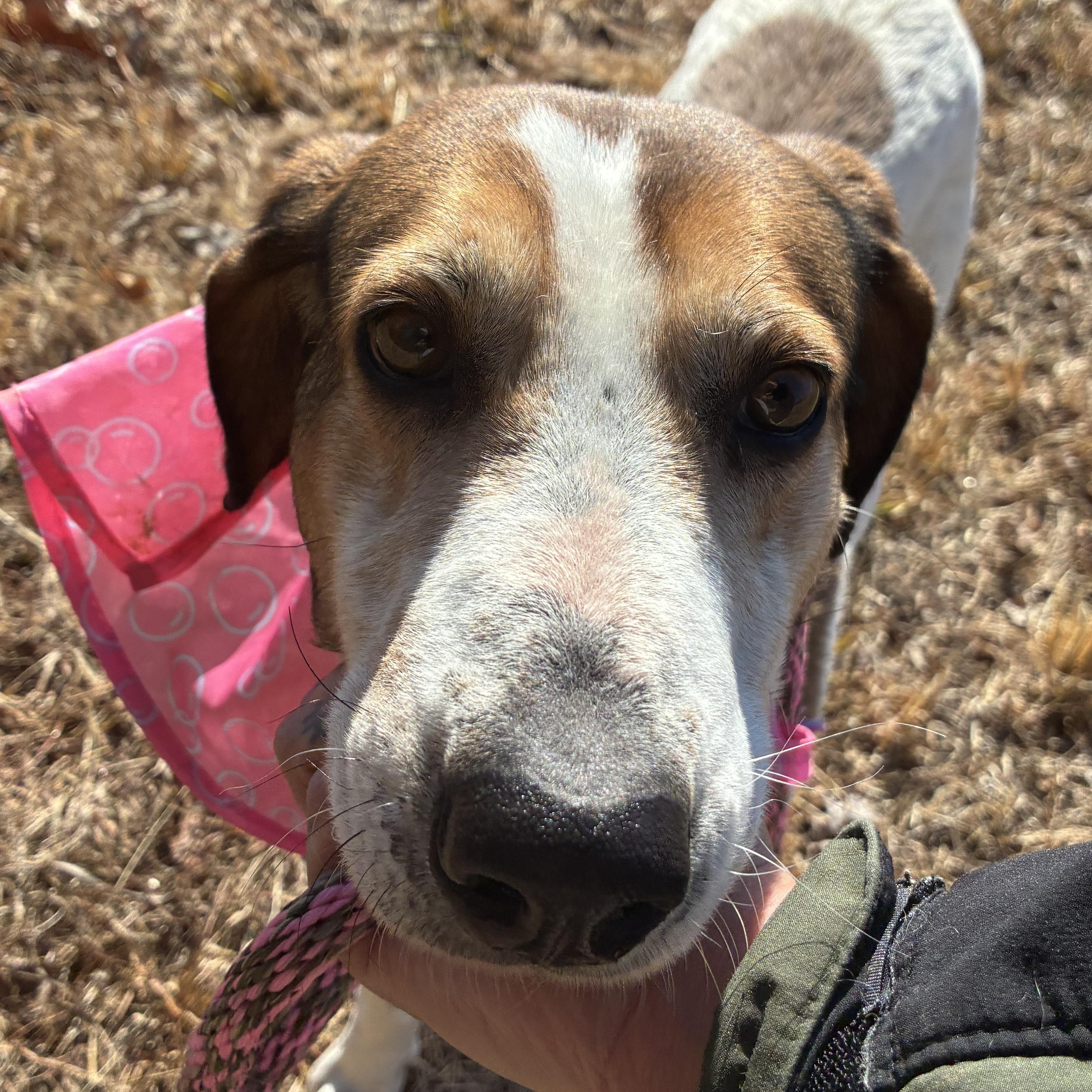 Enlarge Spot, a ADOPTABLE American Foxhound in Cumberland , VA image 3/5
