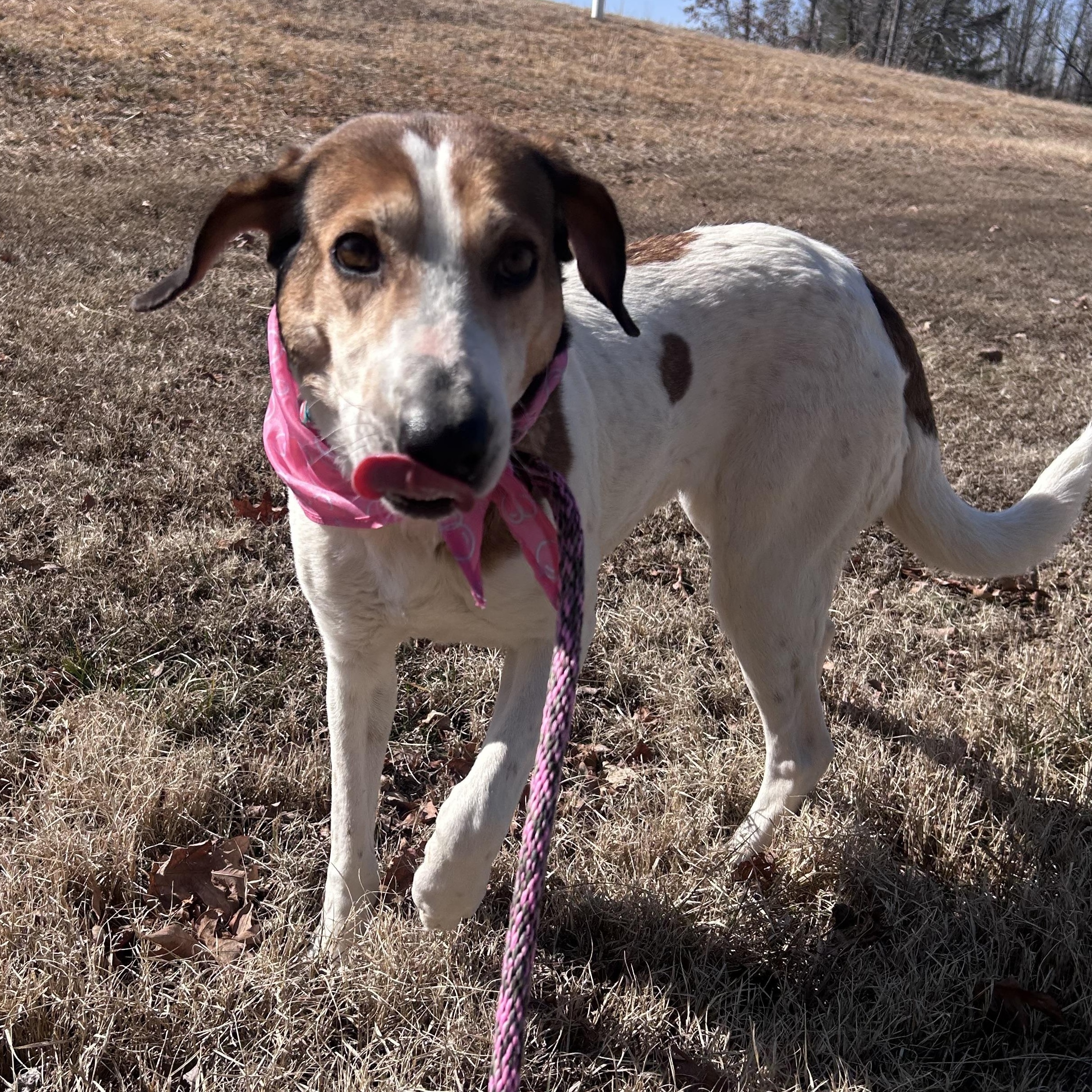 Enlarge Spot, a ADOPTABLE American Foxhound in Cumberland , VA image 2/5