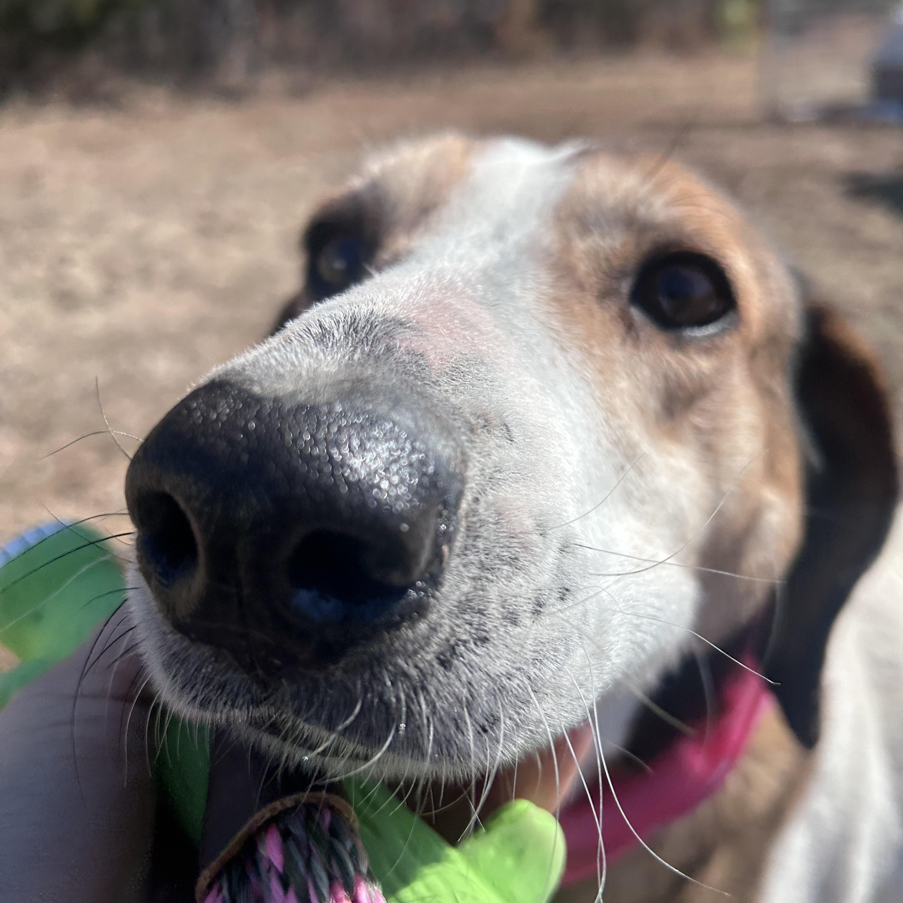 Spot, ADOPTABLE, Senior Female American Foxhound.