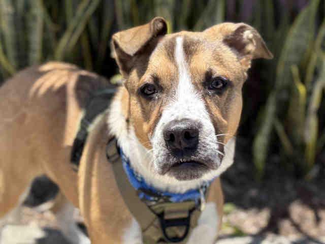 Enlarge JACKSON, a Adoptable mixed breed in Bonita, CA image 1/1