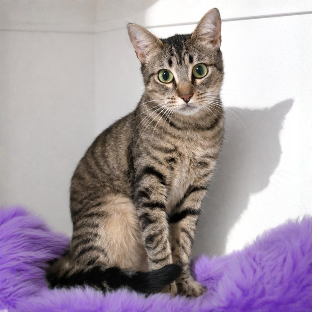 Maple, Adoptable, Young Female Domestic Short Hair.