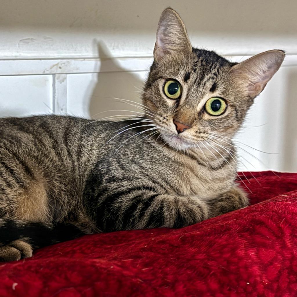 Maple, a Adoptable mixed breed in Cambria, CA image 1/6