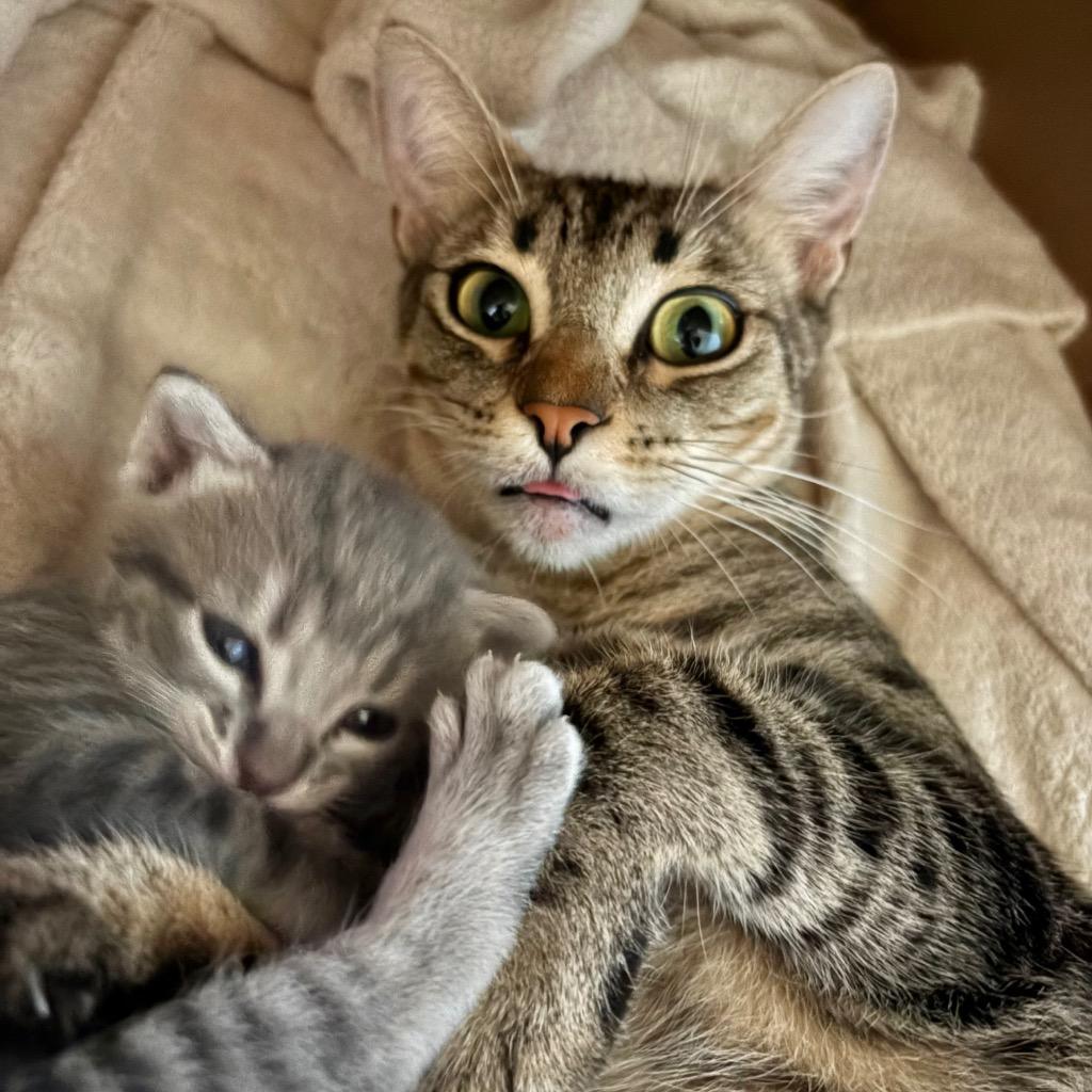 Maple, a Adoptable mixed breed in Cambria, CA image 2/6