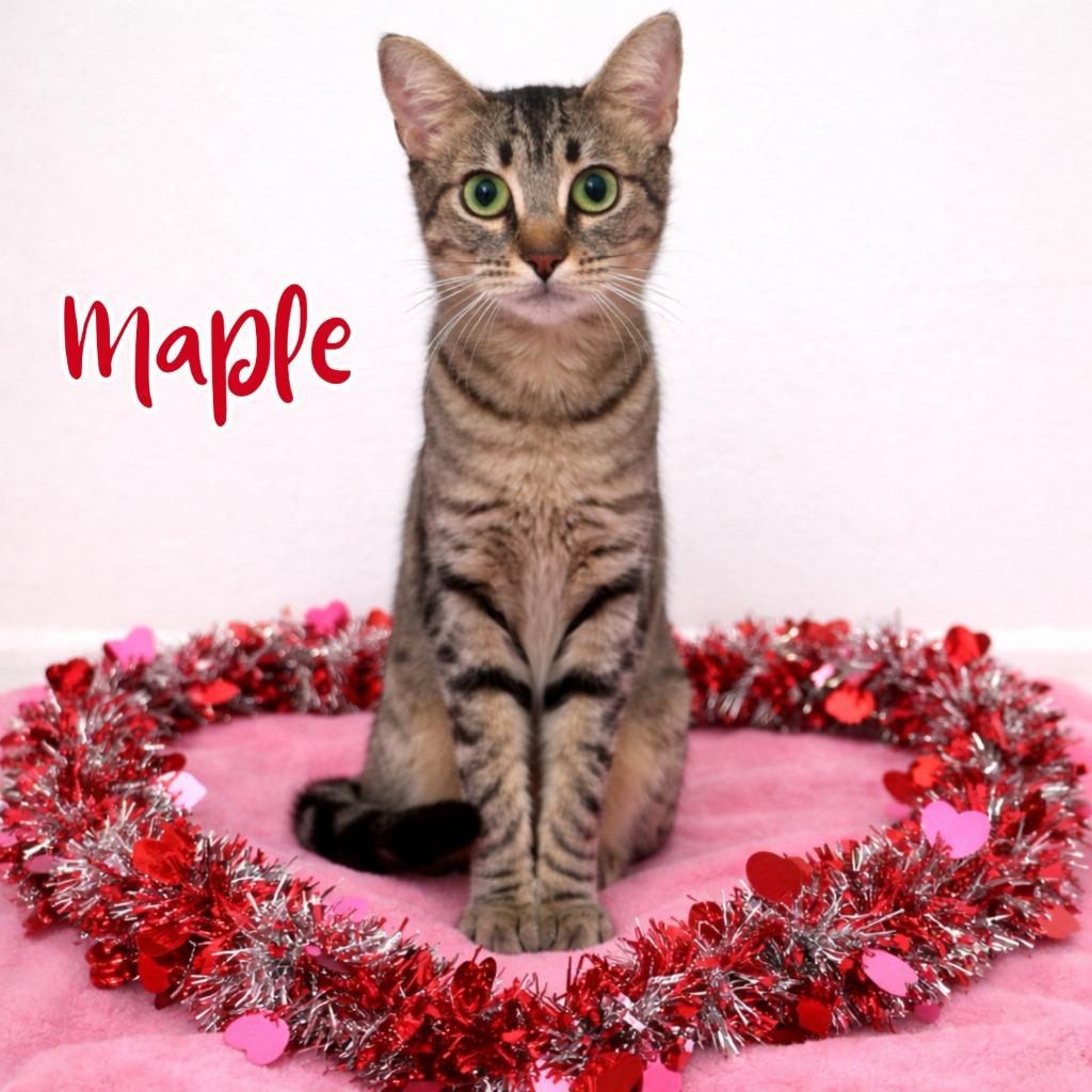 Maple, a Adoptable mixed breed in Cambria, CA image 3/6