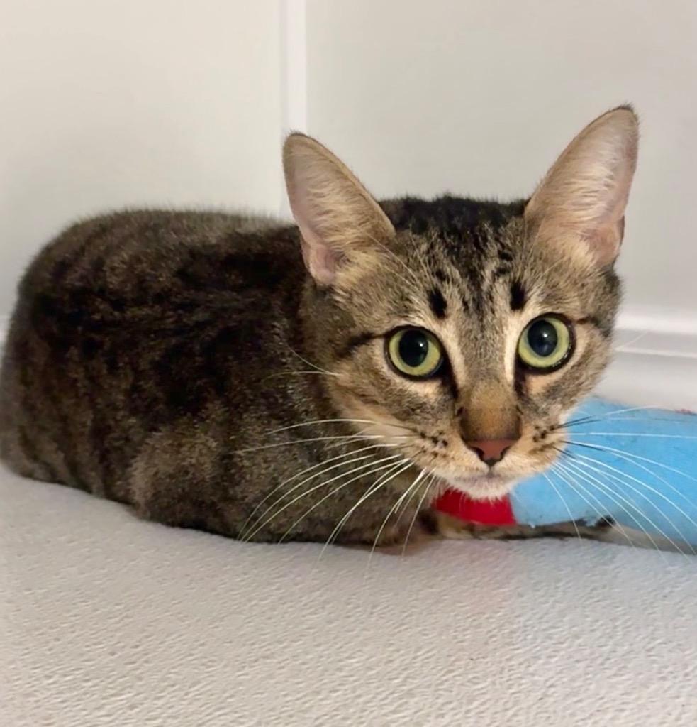 Maple, a Adoptable mixed breed in Cambria, CA image 5/6