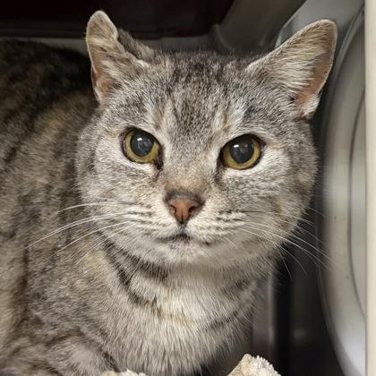 Muffin — thumbnail 2