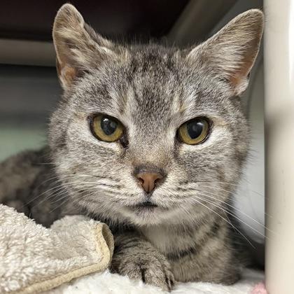 Muffin — thumbnail 3