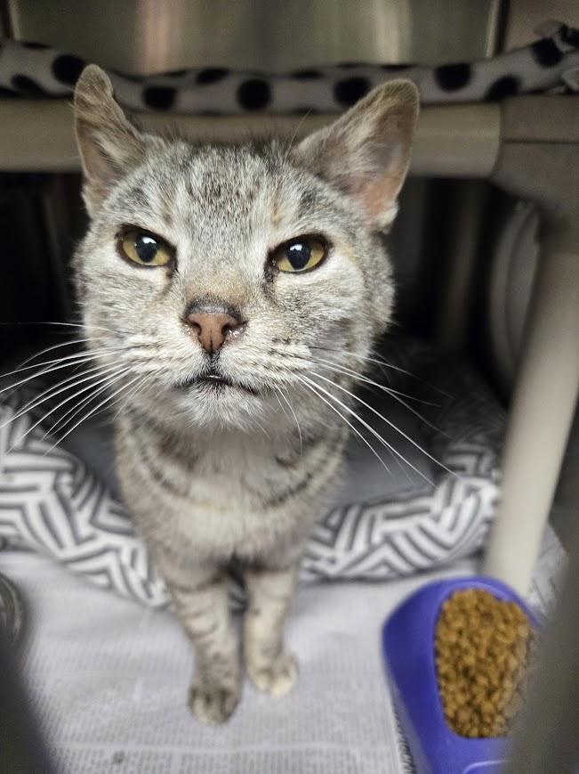 Muffin — thumbnail 4