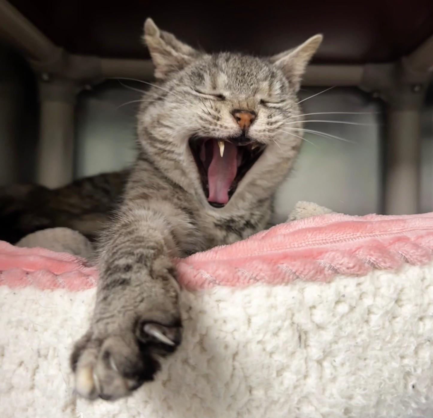 Muffin — thumbnail 5