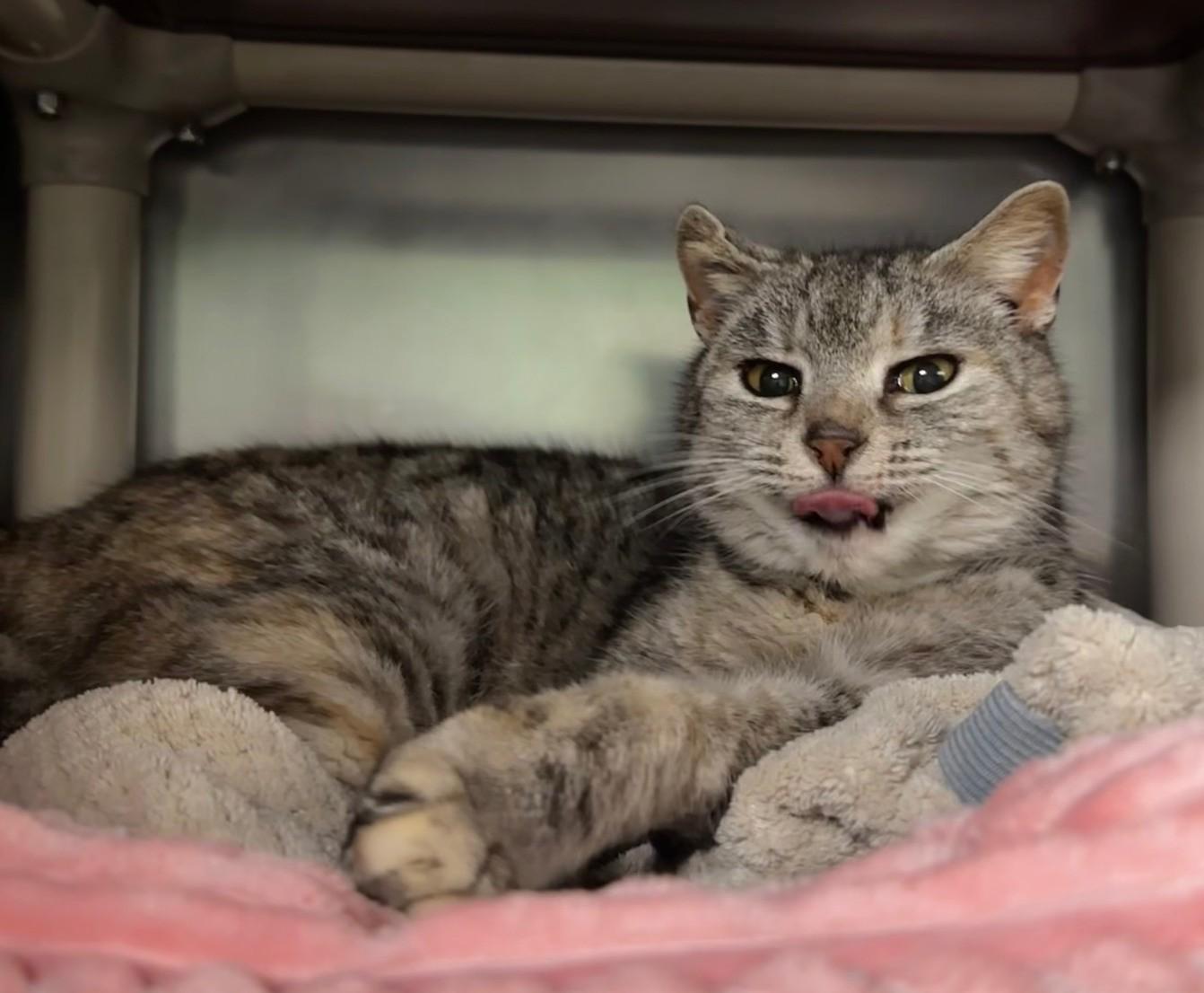 Muffin — thumbnail 6