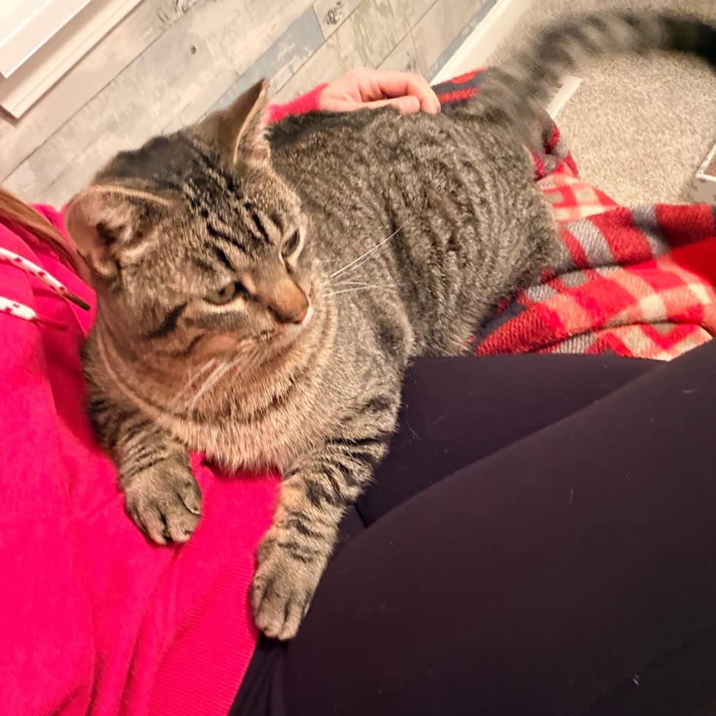 Dan Tucker 2244, Adoptable, Kitten Male Domestic Short Hair.