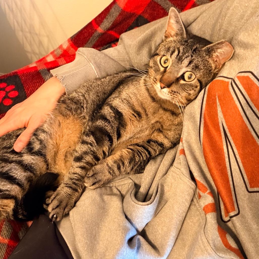 Enlarge Dan Tucker 2244, a Adoptable Domestic Short Hair in Kansas City, MO image 2/6